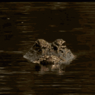 Gator