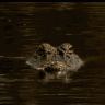 Gator