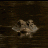 Gator